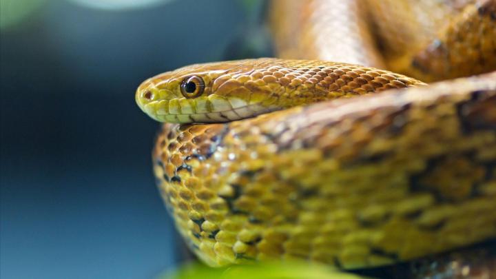 Download Pic of Anaconda Snake | HD Wallpapers