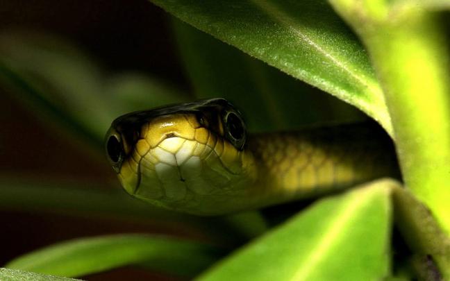 Snake Wallpapers | Desktop Wallpapers
