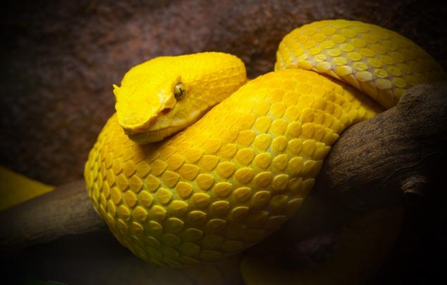 snake, Animals, Vipers Wallpapers HD \/ Desktop and Mobile Backgrounds