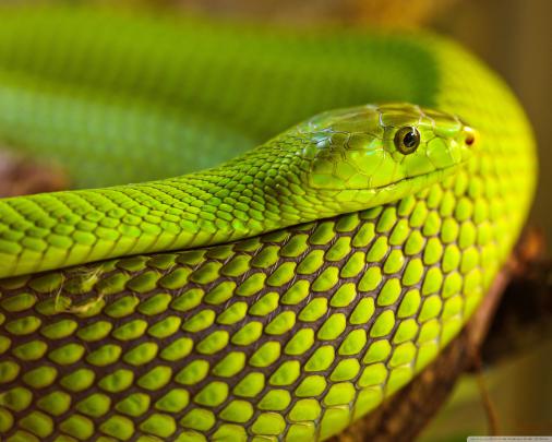 Black Snake Wallpaper (60+ images)
