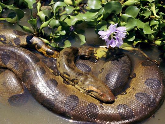 Mating Two Anacondas, Desktop Wallpapers Of Anaconda
