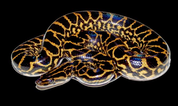 Yellow Anaconda Wallpaper Hd
