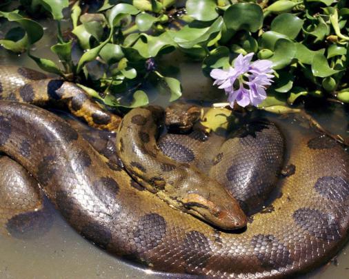 Mating Two Anacondas, Desktop Wallpapers Of Anaconda