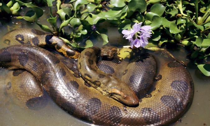 Mating Two Anacondas, Desktop Wallpapers Of Anaconda