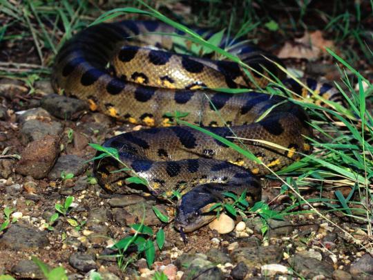 Anaconda phone, desktop wallpapers, pictures, photos, bckground images
