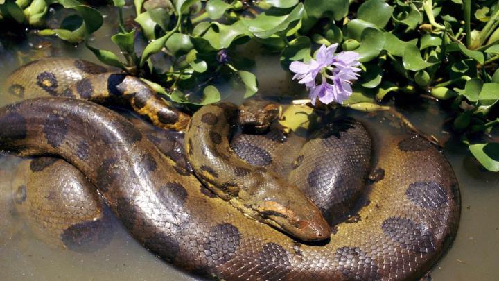 Mating Two Anacondas, Desktop Wallpapers Of Anaconda