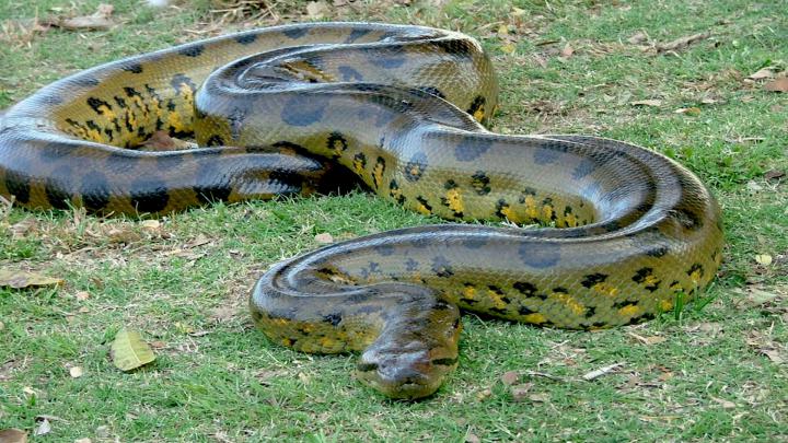 [73+] Wallpaper Anaconda 