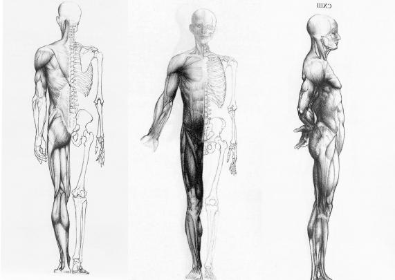Anatomy Wallpaper HD (63+ images)
