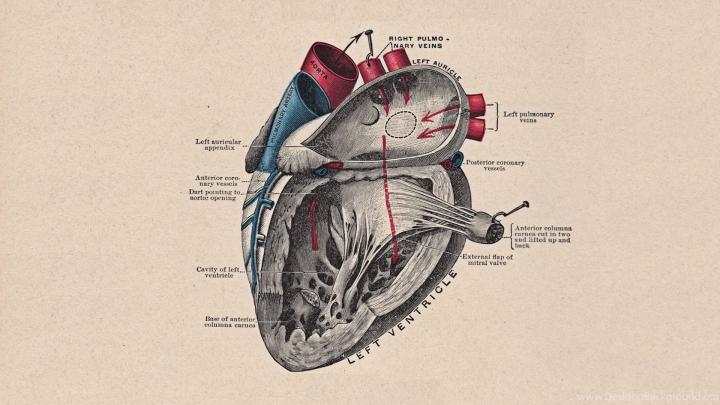 Heart Anatomy HD Wallpapers Desktop Background