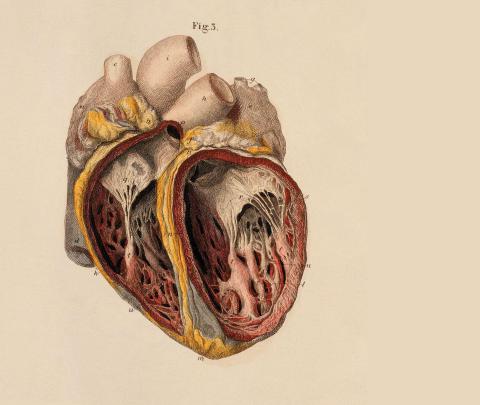 Human Anatomy Wallpapers