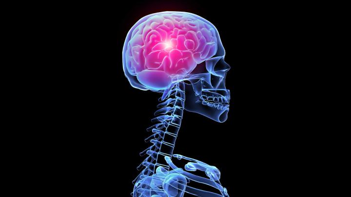 Brain Anatomy Wallpaper \u00b7\u2460 