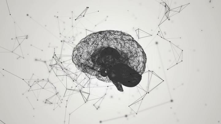 Brain Anatomy Wallpapers (62+ background pictures)