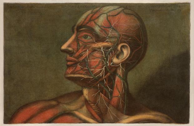 anatomy human 1380x900 wallpaper High Quality Wallpapers,High 