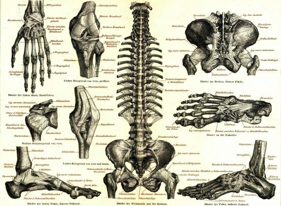 Anatomy Wallpaper HD (63+ images)