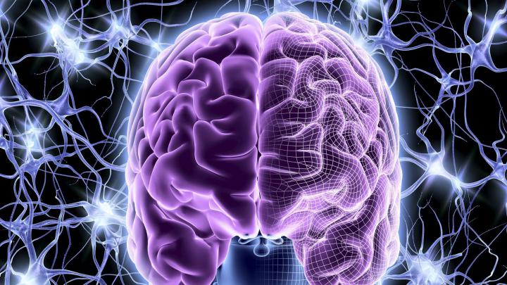 brain, Anatomy, Medical, Head, Skull, Digital, 3 d, X ray, Xray 
