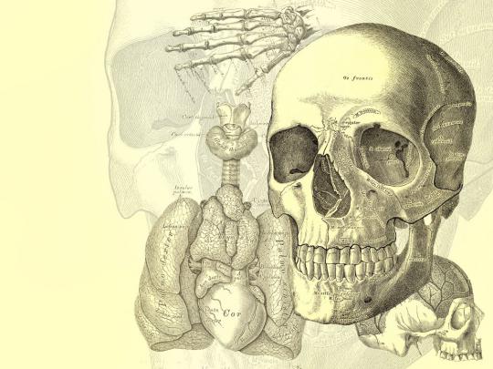 Human Anatomy Wallpaper -