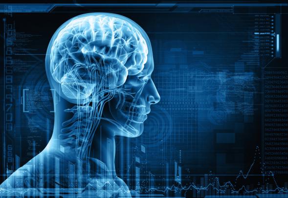 brain, Anatomy, Medical, Head, Skull, Digital, 3 d, X ray, Xray 