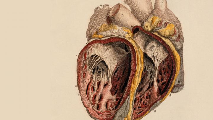 Brain Anatomy Wallpapers (62+ background pictures)