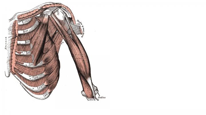 Artistic Anatomy HD Wallpaper | Background Image | 1920x1080