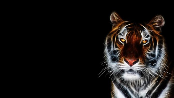 Animated Tiger Wallpaper (56+ images)