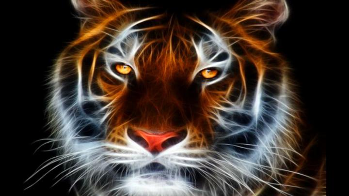 Animated Tiger Wallpaper -