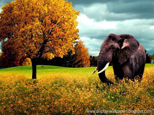 Cute Animals Wallpaper Download | Download Wallpaper,Desktop Wallpaper 