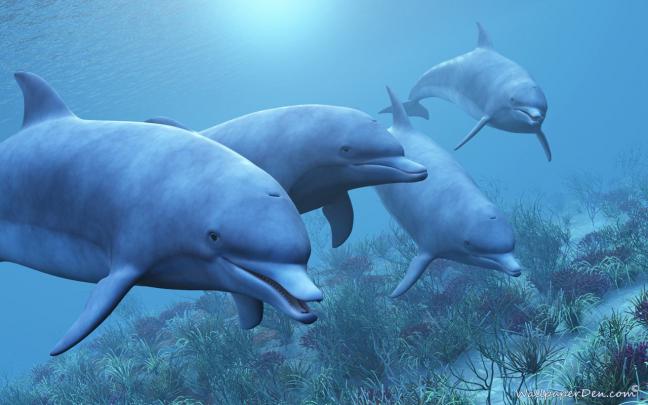 Free Animated Dolphin Wallpaper Desktop -