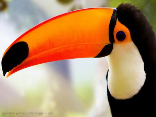 Cute Animals Wallpaper Download | Download Wallpaper,Desktop Wallpaper 