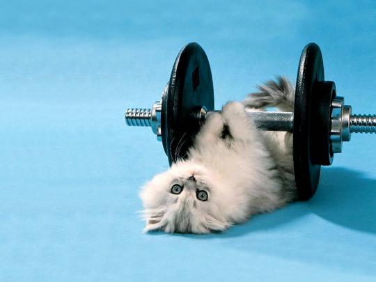 IRBOB SEVENFOLD: funny animated wallpapers