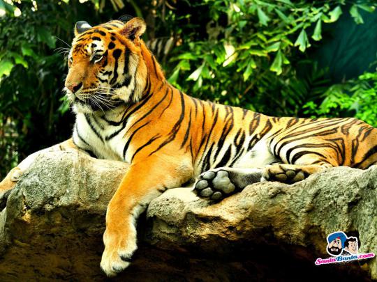 Animated Tiger Wallpaper -