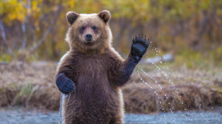bears, Animals Wallpapers HD \/ Desktop and Mobile Backgrounds