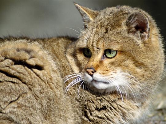 High Definition Photo And Wallpapers: amazing animals wallpapers 