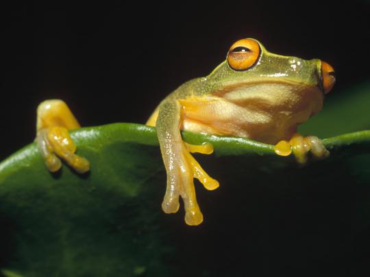 High Definition Photo And Wallpapers: amazing animals wallpapers 