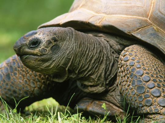 High Definition Photo And Wallpapers: amazing animals wallpapers 