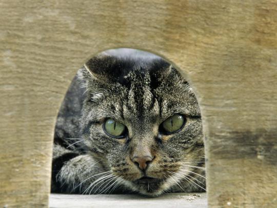 High Definition Photo And Wallpapers: amazing animals wallpapers 