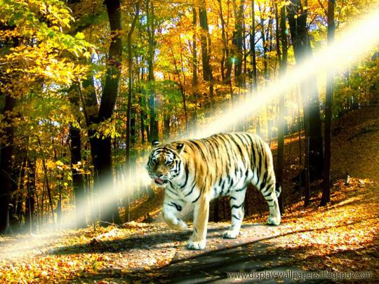 Cute Animals Wallpaper Download | Download Wallpaper,Desktop Wallpaper 