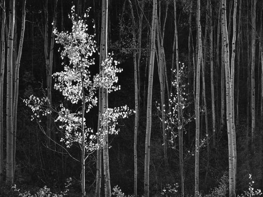 Ansel Adams Wallpapers, Photography Wallpapers, Desktop, Photos
