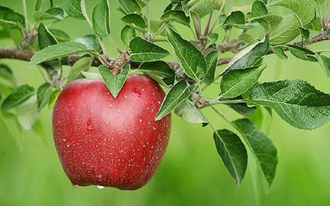 Fruits Tree Hd Wallpapers - Apple Tree Wallpaper Hd - 1920x1200 