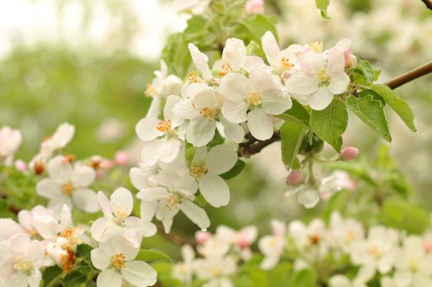 apple, Blossom, Flowering, Flowers, Spring, Tenderness Wallpapers HD 