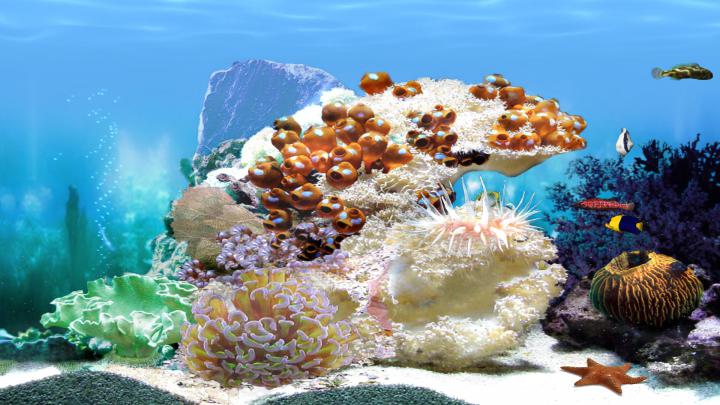 Aquarium Backgrounds Download Free