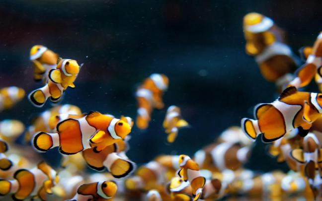 Aquarium Fish Wallpapers