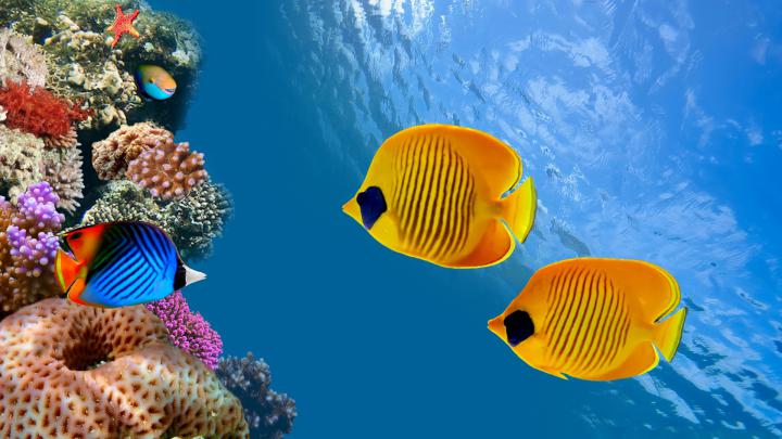 Aquarium HD Wallpapers