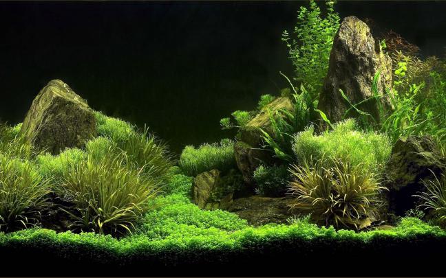 Aquarium HD Wallpapers