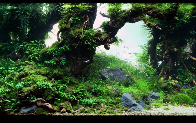 Aquarium Backgrounds Pictures