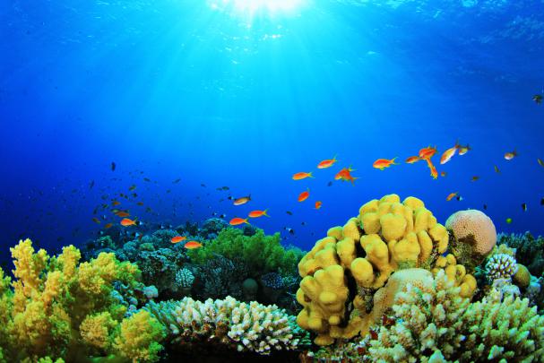 Fish Tank Wallpapers HD
