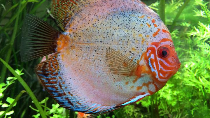 Aquarium Live Wallpaper for PC (55+ images)