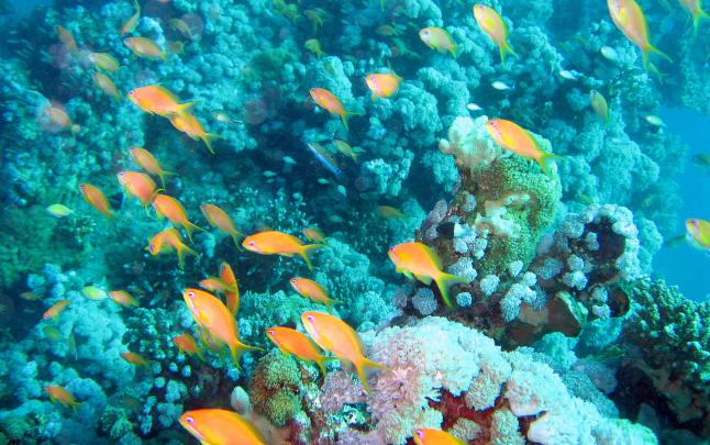 Free Download Aquarium Wallpapers