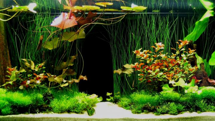 Aquarium HD Wallpapers