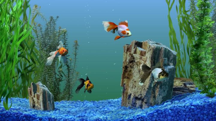 Free Download Aquarium Wallpapers