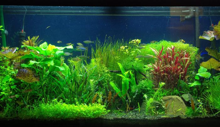 Aquarium Wallpapers